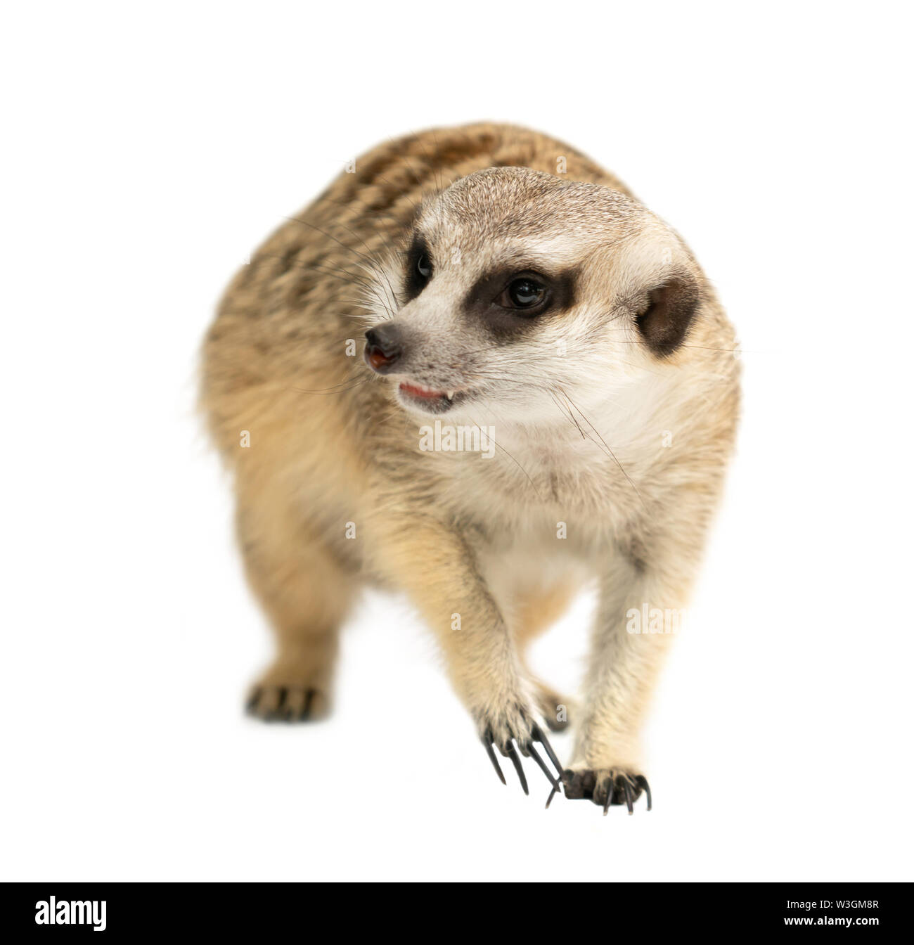 Cute cat ( Suricata suricatta ) isolé sur fond blanc Banque D'Images