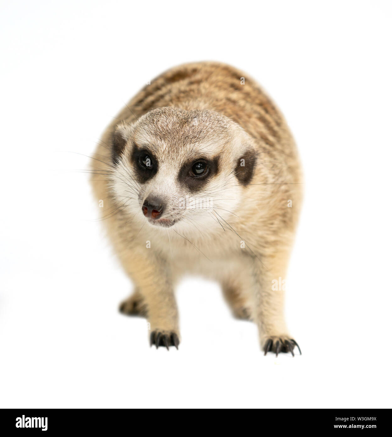 Cute cat ( Suricata suricatta ) isolé sur fond blanc Banque D'Images