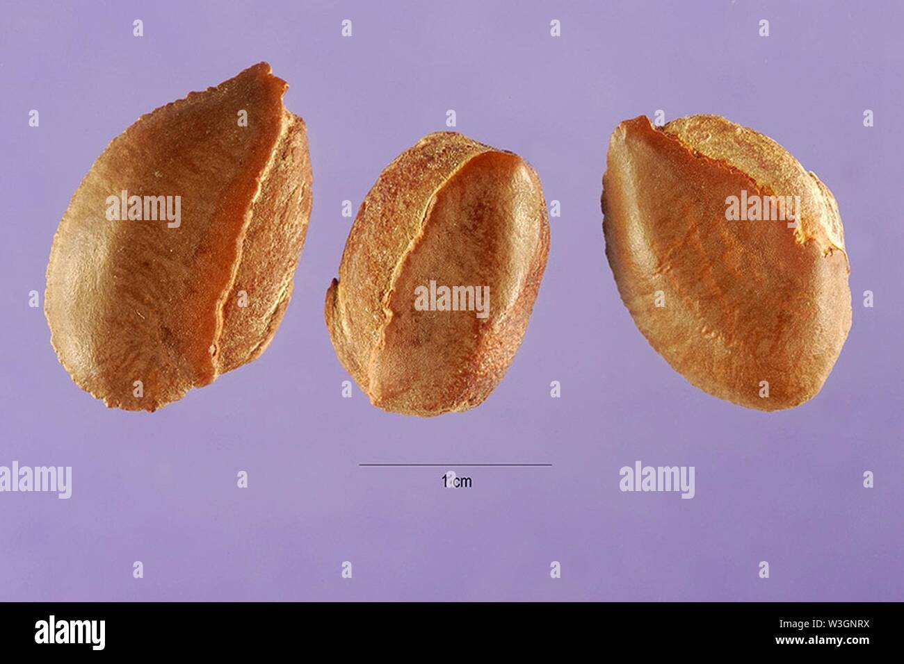 Chrysophyllum cainito seeds. Banque D'Images