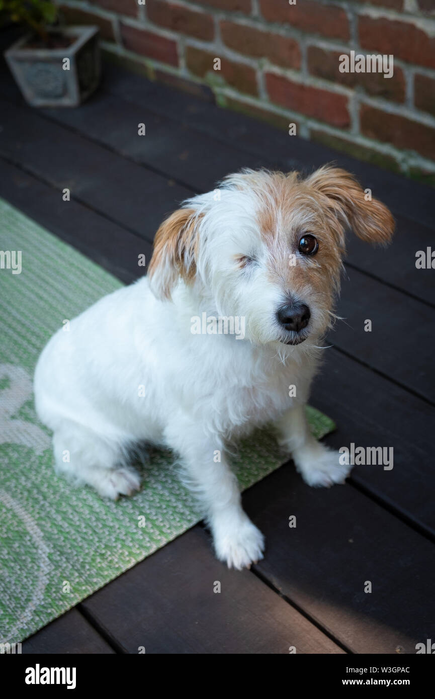 Jack russell terrier dog wire haired Banque de photographies et d'images à  haute résolution - Alamy