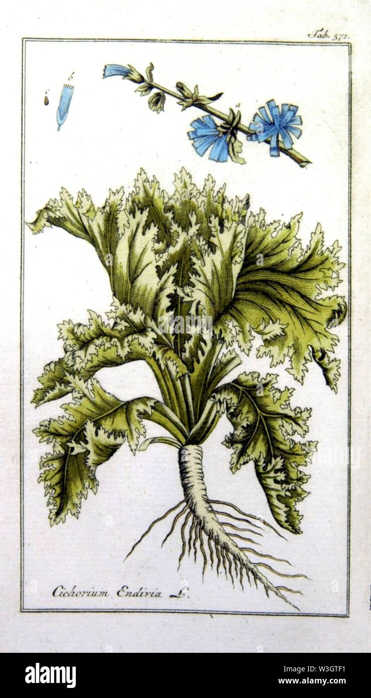 Cichorium endivia. Banque D'Images
