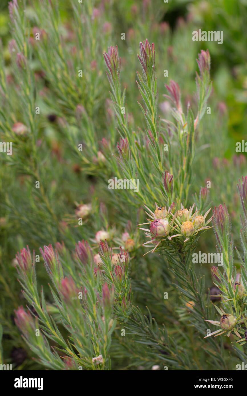 Leucadendron 'Jubilé' d'usine. Banque D'Images