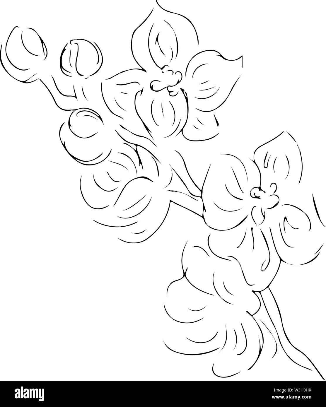 Doodle Vintage illustration avec Orchidée noire sur fond blanc. L'art de la ligne graphique, esquisse. Illustration botanique dessiné à la main. Orchidée vecteur Illustration de Vecteur