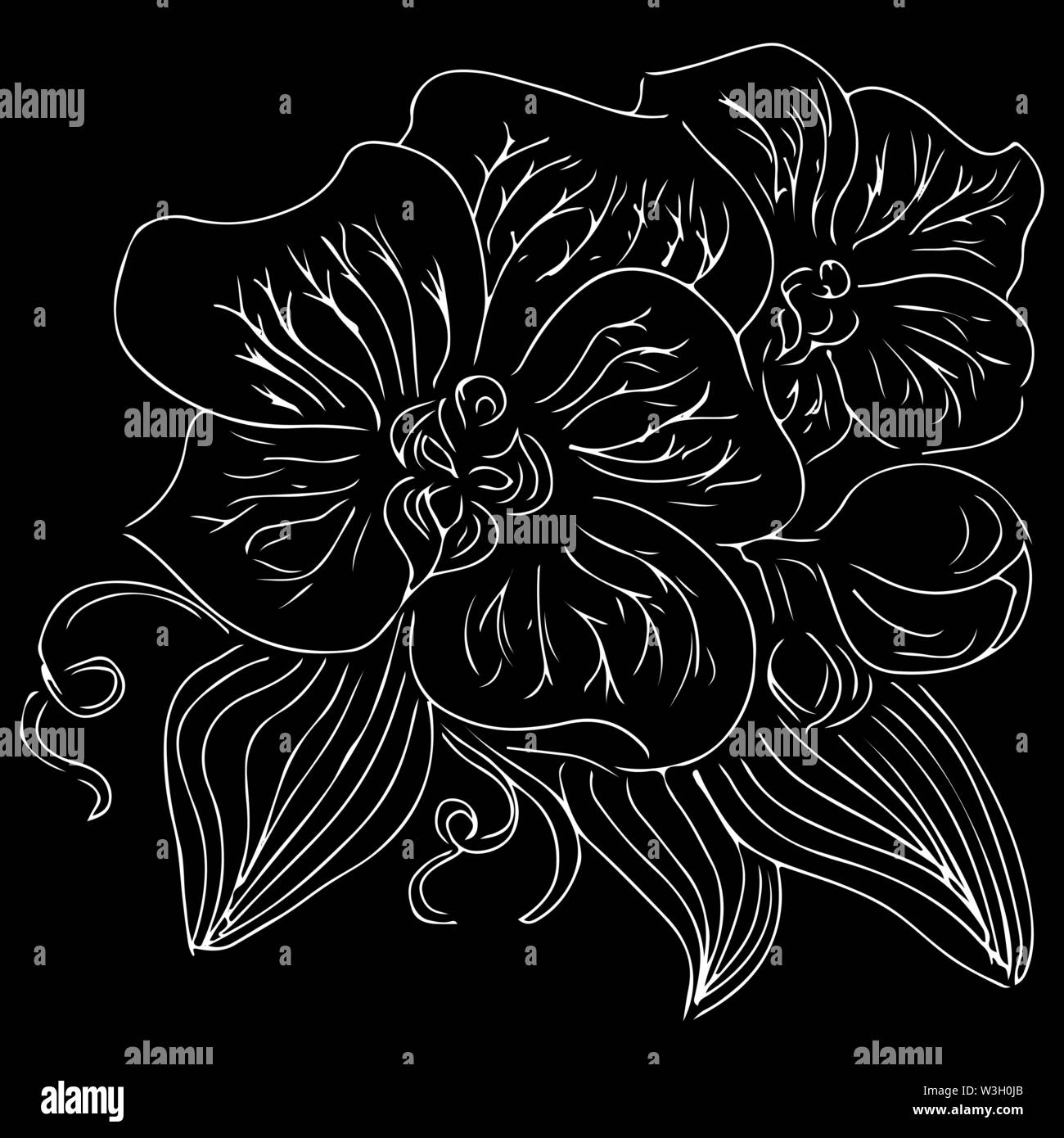 Doodle Vintage illustration avec orchidée blanche sur fond noir. L'art de la ligne graphique, esquisse. Illustration botanique dessiné à la main. Orchidée vecteur Illustration de Vecteur