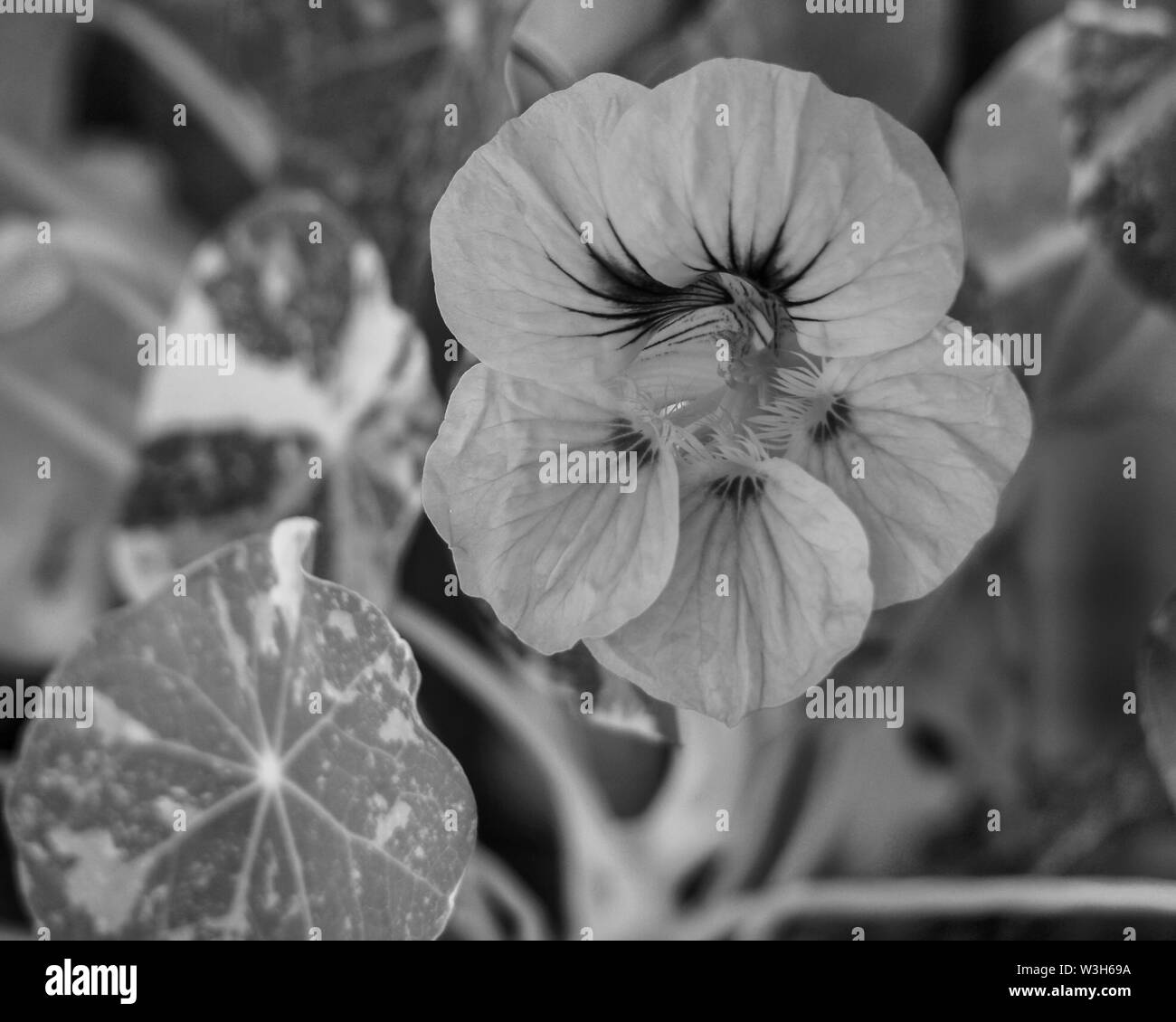 Fleurs comestibles, noir et blanc de la fleur de Naturtium dans un jardin de cuisine australien, grand en salades Banque D'Images