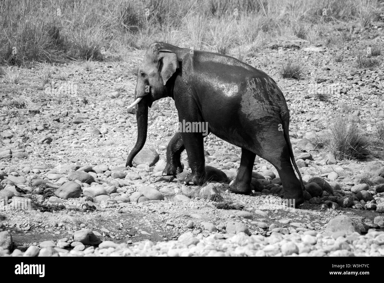 Indien elephant tusker traversé la rivière Ramganga a pris un bain à Jim Corbett National Park, Uttarakhand. Banque D'Images