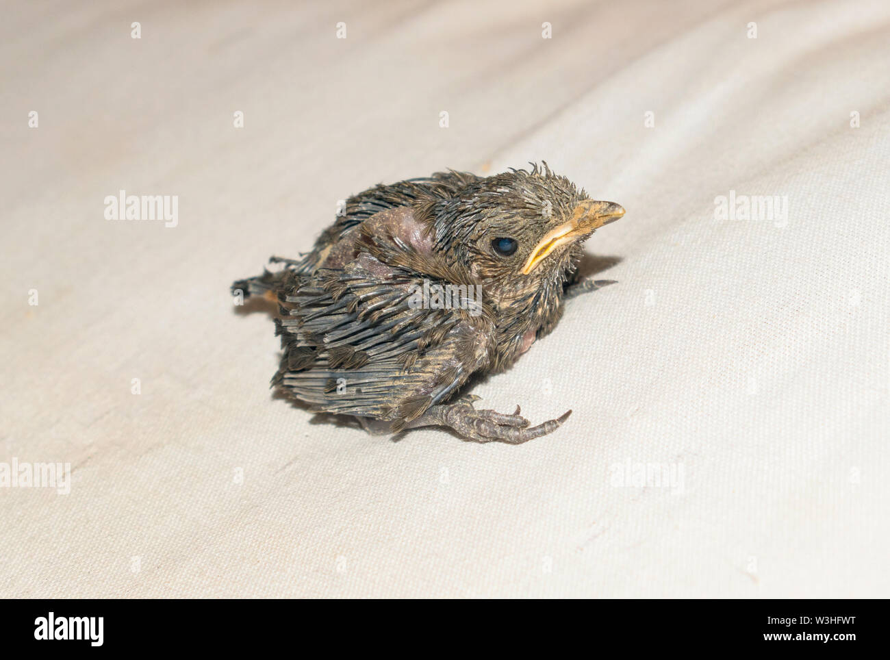 Close up d'un bébé oiseau de ronflement assis sur feuille blanche,fond blanc. Banque D'Images