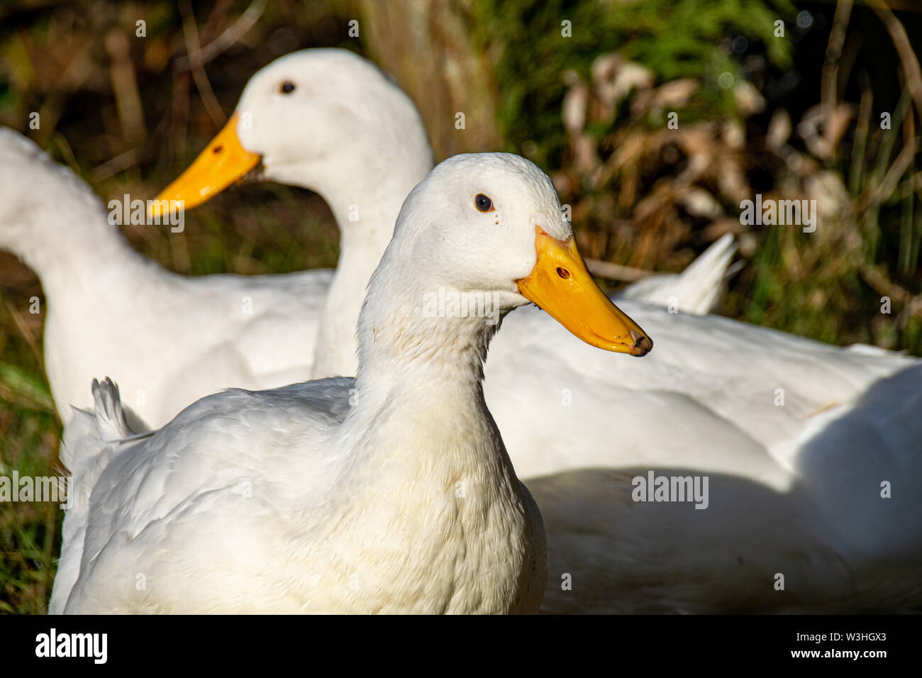 Aylesbury (également connu sous le nom de Long Island, American Pekin Pekin) ou à la recherche de nourriture des canards Banque D'Images