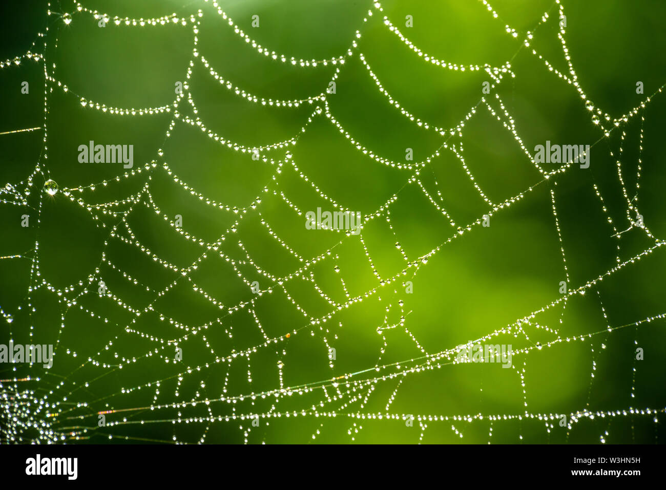 Spider web close up avec des gouttes de rosée sur fond vert Banque D'Images