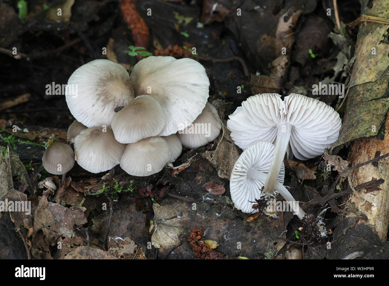 Mycena galericulata, connu sous le capot, les communes, ou la toque mycena rosy-gill casque fée Banque D'Images