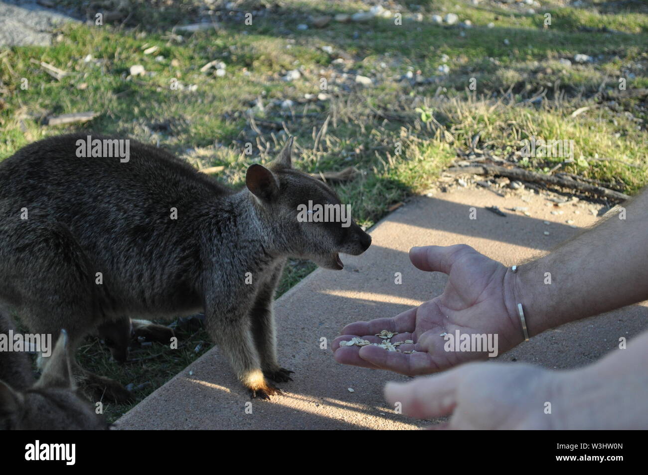 Les touristes nourrir la Allied wallabies, Petrogale assimilis sur les rochers à Nelly Bay, Magnetic Island, Australie Banque D'Images
