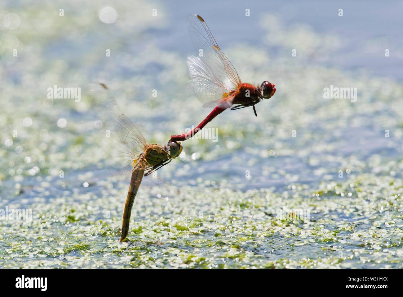 Ruddy Darter (Sympetrum sanguineum), paire de pondre sur l'eau, Baden-Wurtthemberg, Allemagne Banque D'Images