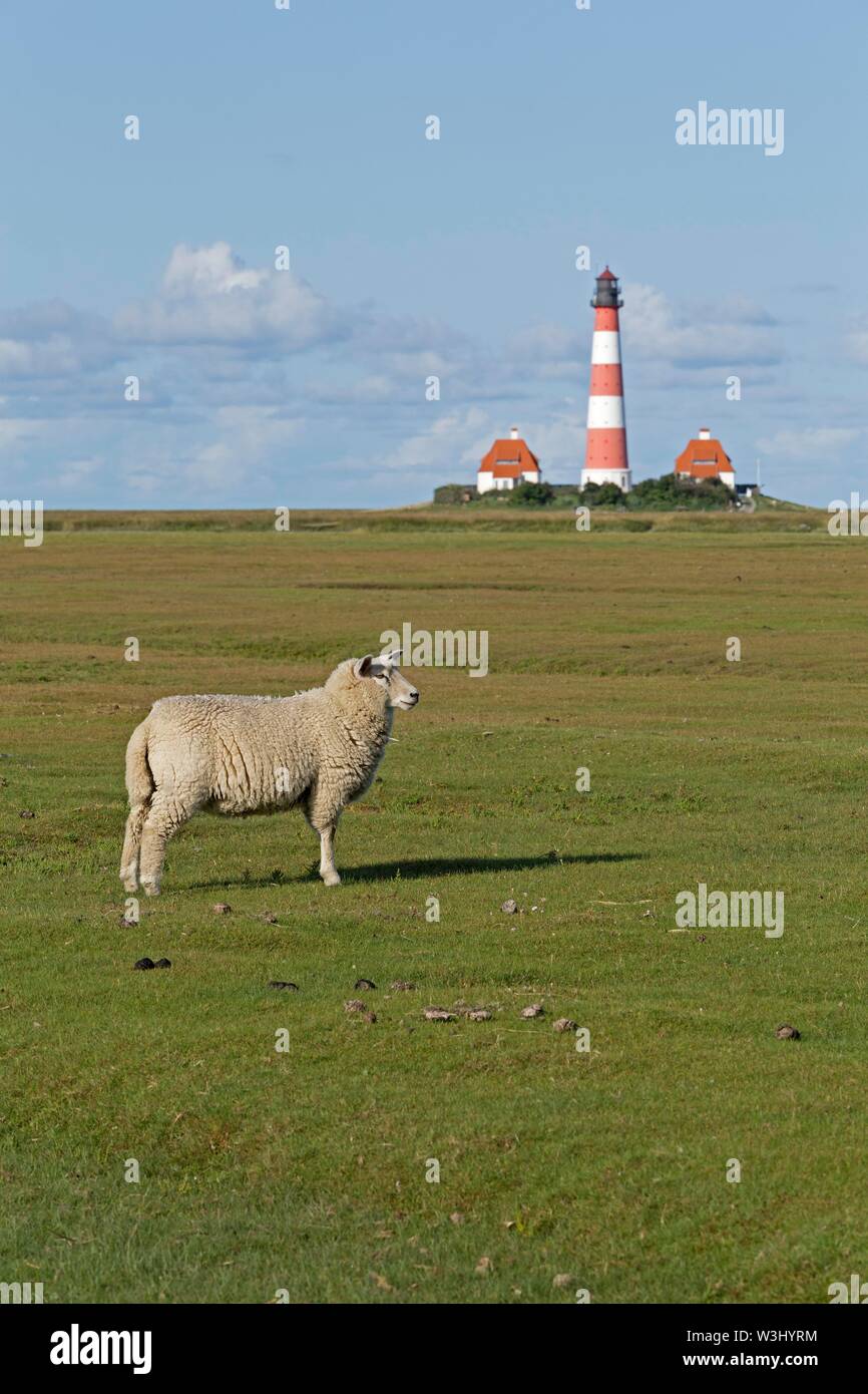 Moutons sur les marais salants Banque de photographies et d'images à haute  résolution - Alamy