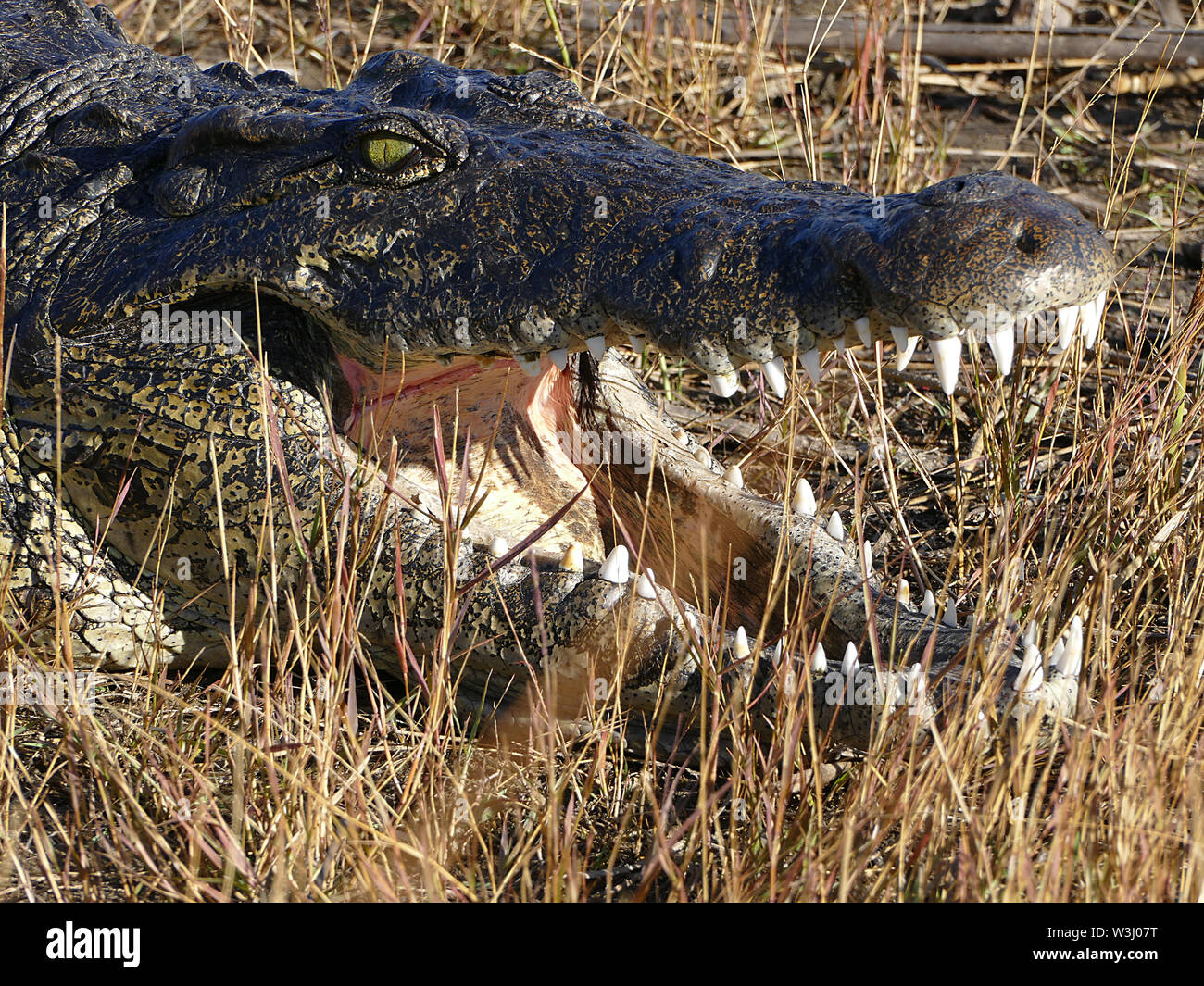 Close up of crocodiles dans l'Okavango Banque D'Images
