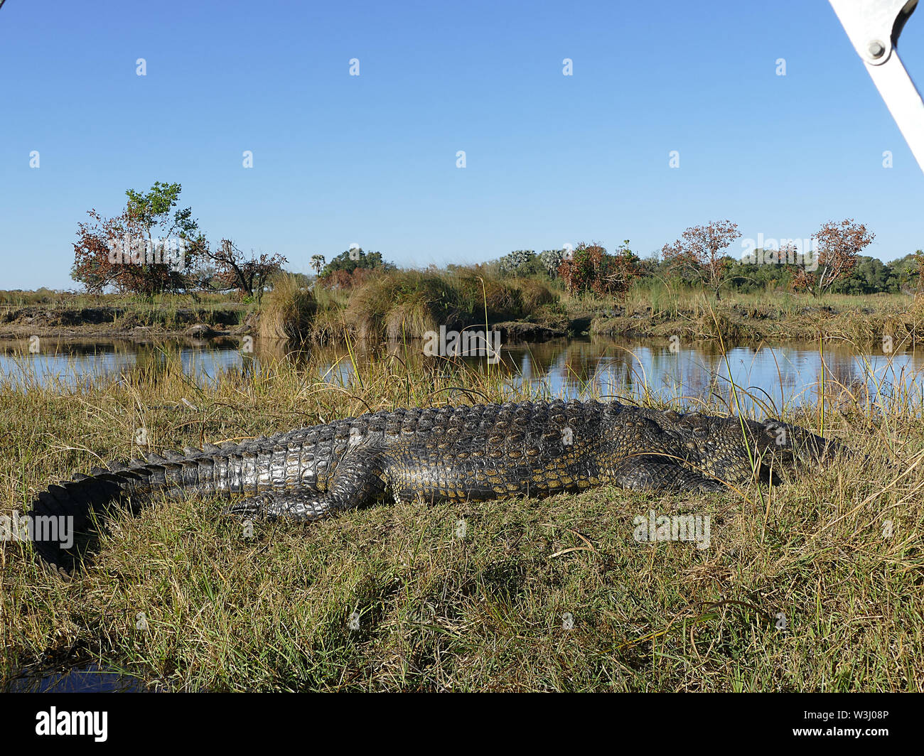 Les crocodiles dans l'Okavango Banque D'Images