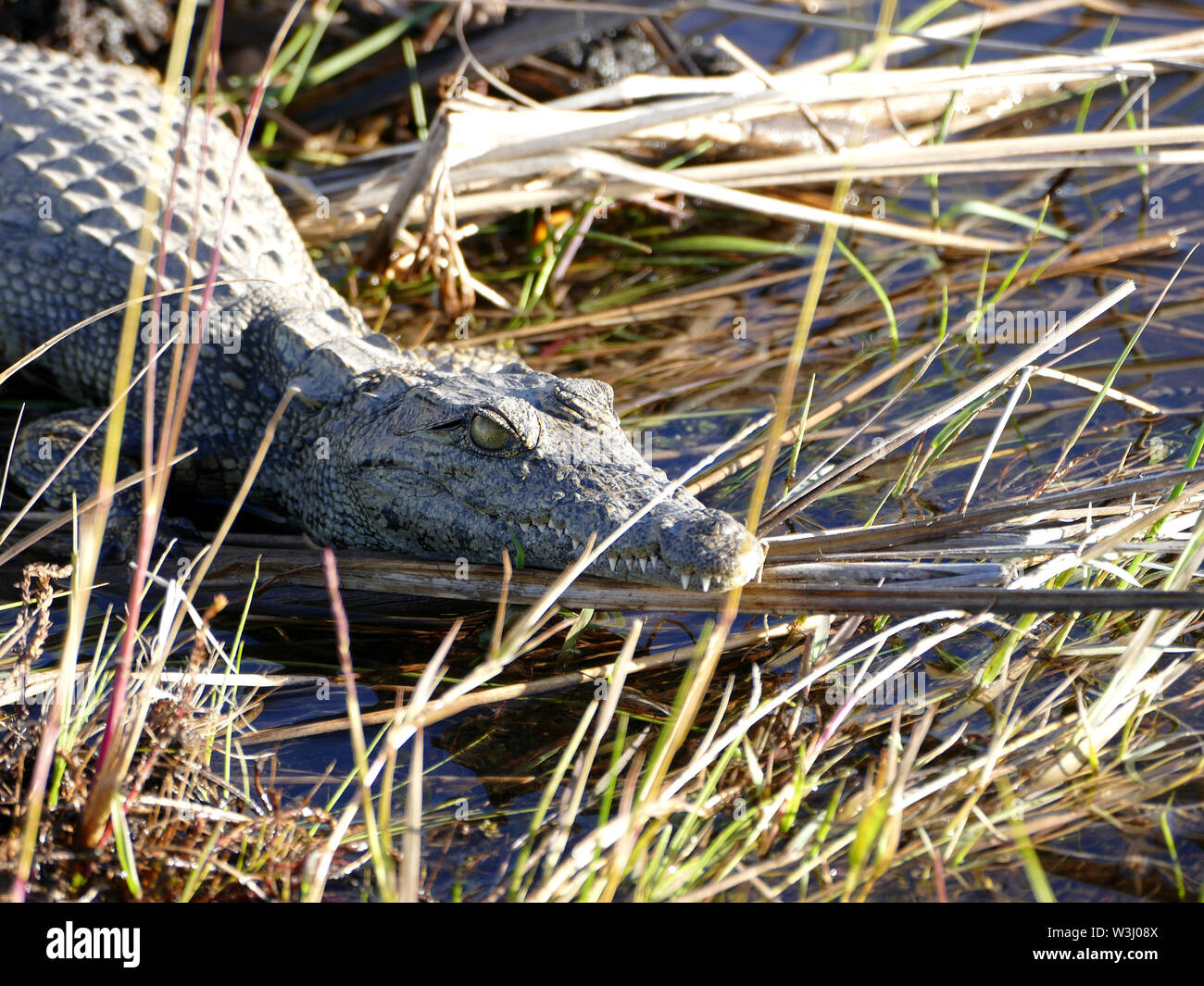 De l'Okavango crocodile bébé Banque D'Images