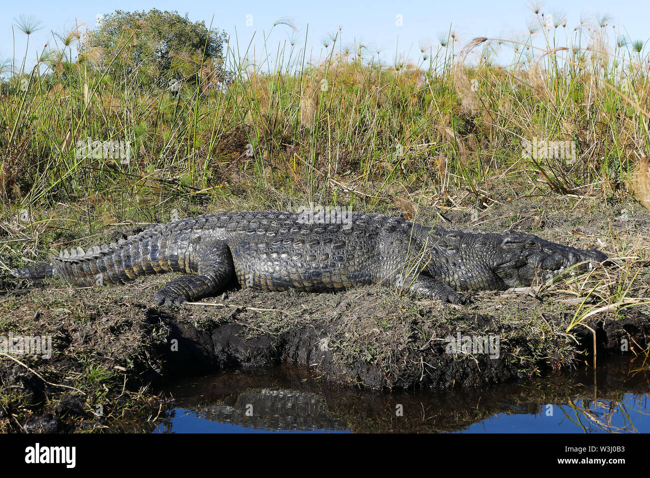 Les crocodiles dans l'Okavango Banque D'Images