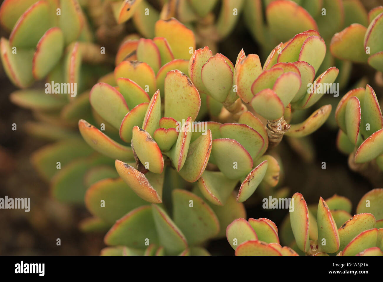 Crassula ovata - plantes grasses dans Botanical garden Banque D'Images