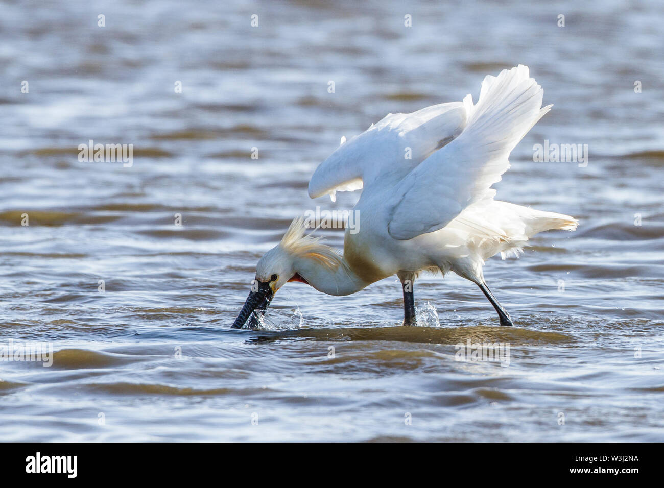 Spatule blanche (Platalea leucorodia), ou conjoint de la spatule blanche (Platalea leucorodia) Löffler Banque D'Images