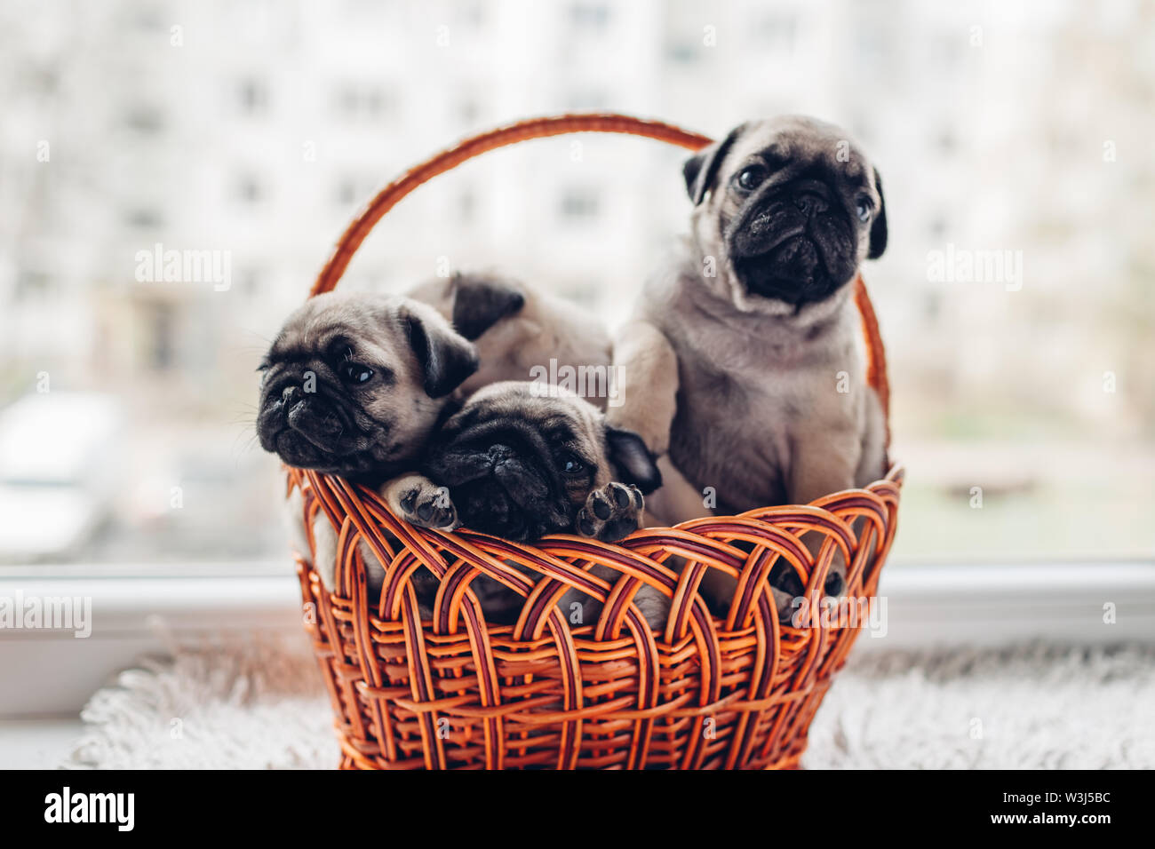 Le PUG chiots chien assis dans le panier sur l'appui de glace. Peu de chiots s'amusant. Chiens d'élevage Banque D'Images