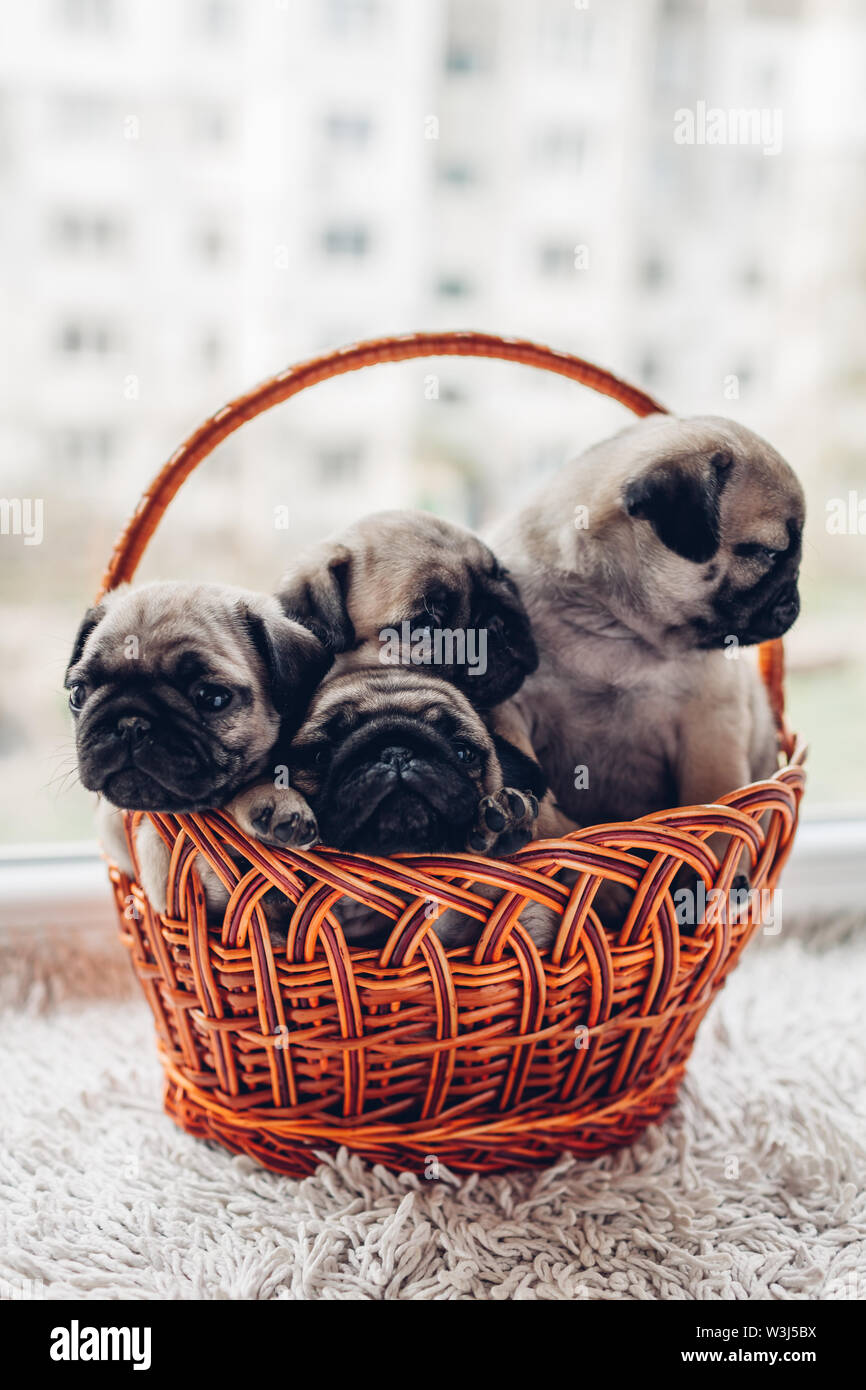 Le PUG chiots chien assis dans le panier sur l'appui de glace. Peu de chiots s'amusant. Chiens d'élevage Banque D'Images