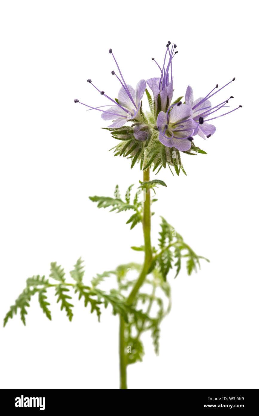 Lacy phacelia, tansy bleu ou violet tansy isolé sur fond blanc Banque D'Images Lacy phacelia, tansy bleu ou violet tansy isolé sur fond blanc Banque D'Images