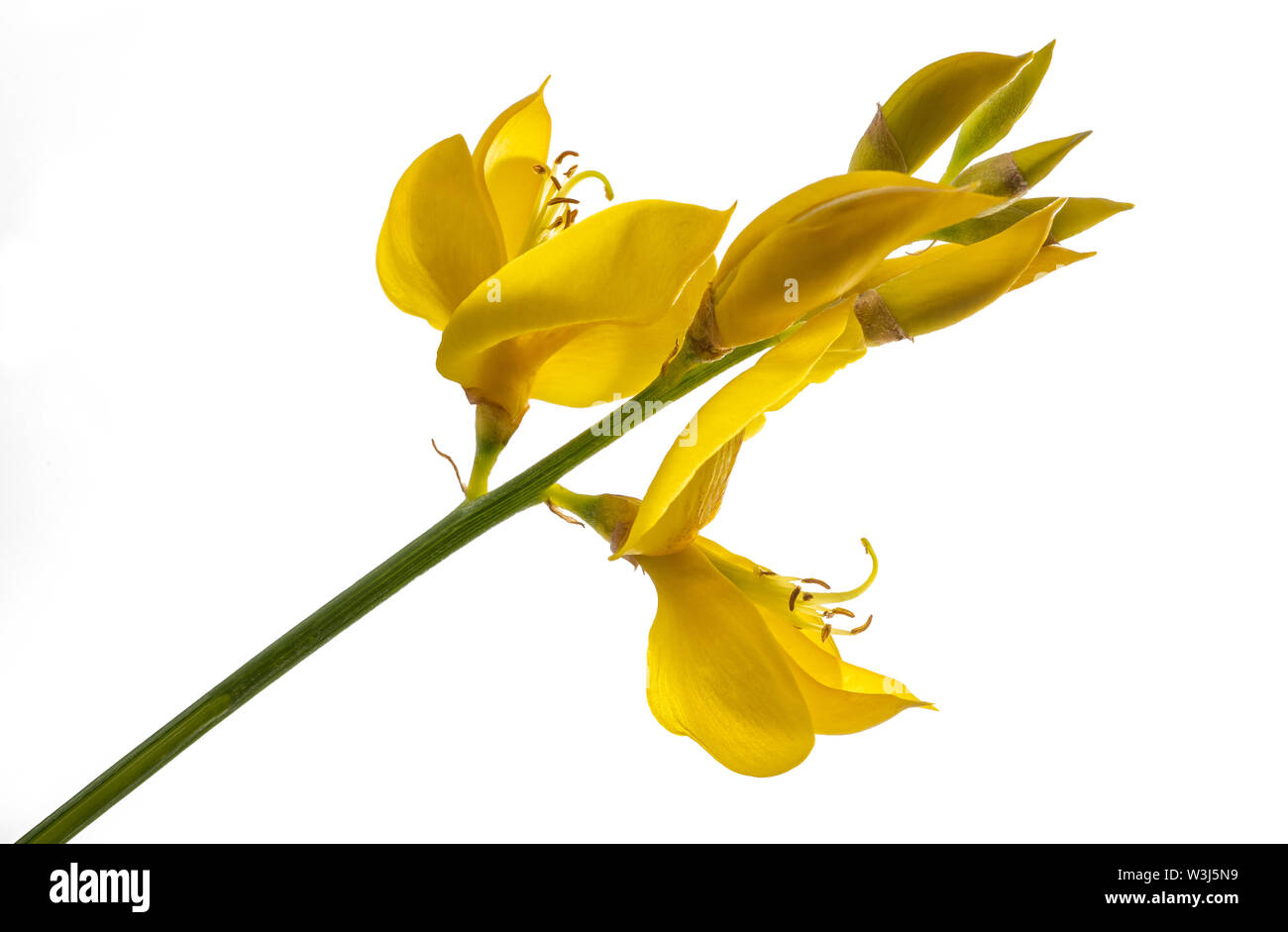 Fleurs genêt isolé sur fond blanc Banque D'Images