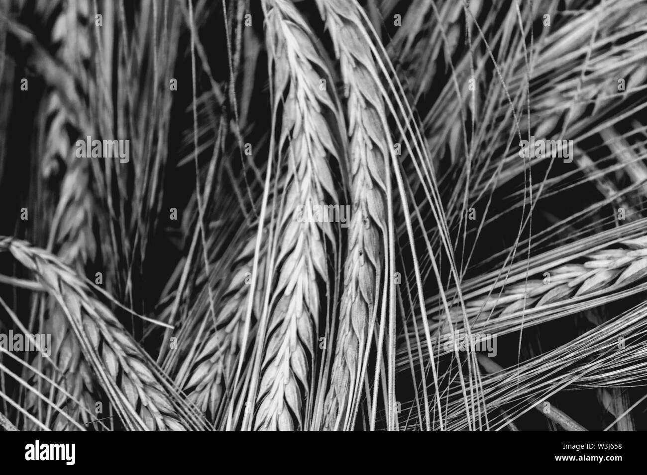 La texture dans les épis de blé noir et blanc Banque D'Images