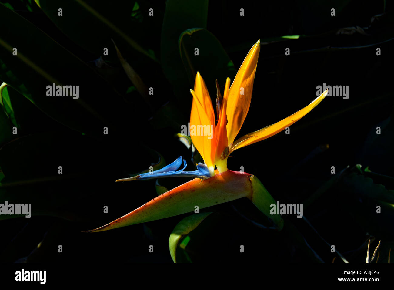 Oiseau de paradis tropical plant ( Strelitzia ) Banque D'Images