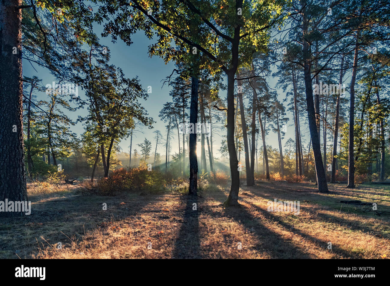 Matin dans la forêt ensoleillée. Tôt le matin dans la forêt avec les rayons du soleil qui brillait à travers le brouillard. Banque D'Images