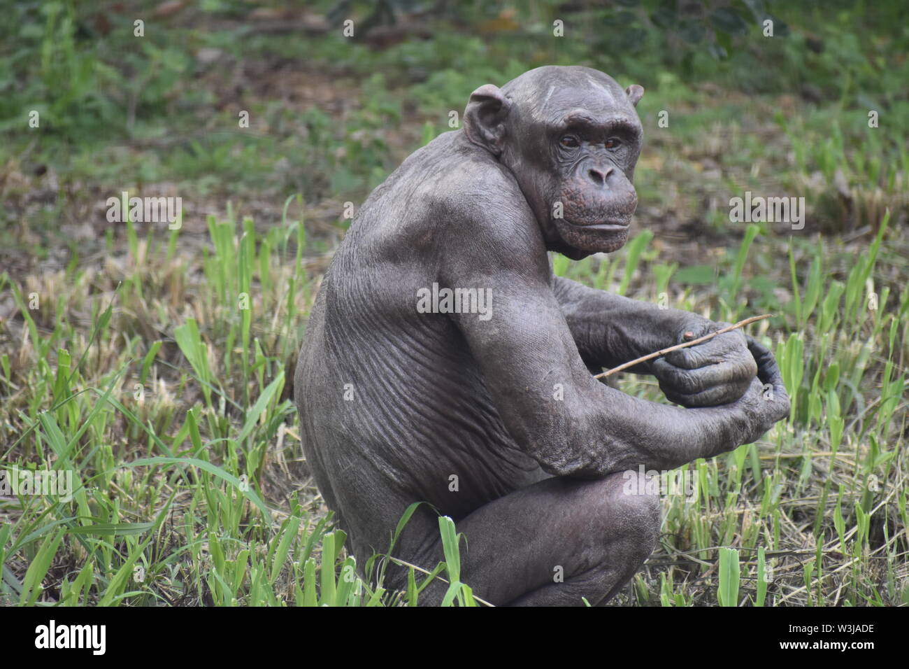 Entre les arbres dans la forêt des chimpanzés Banque D'Images