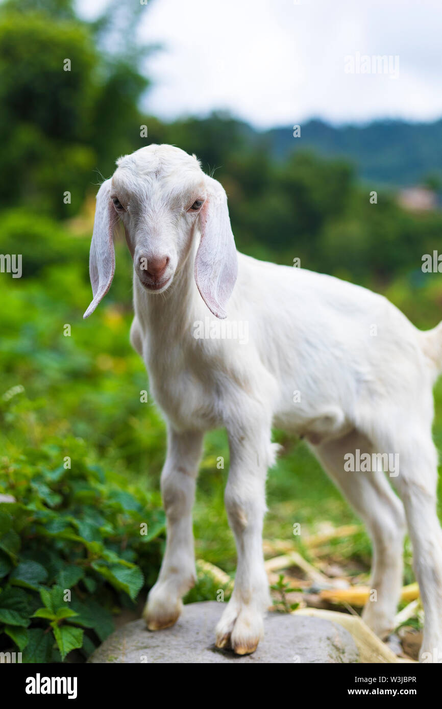 Beau Mignon Bebe Chevre Posant A L Appareil Photo Pokhara Nepal Photo Stock Alamy