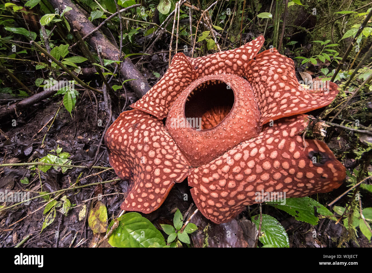 Rafflesia arnoldii Banque de photographies et d’images à haute ...
