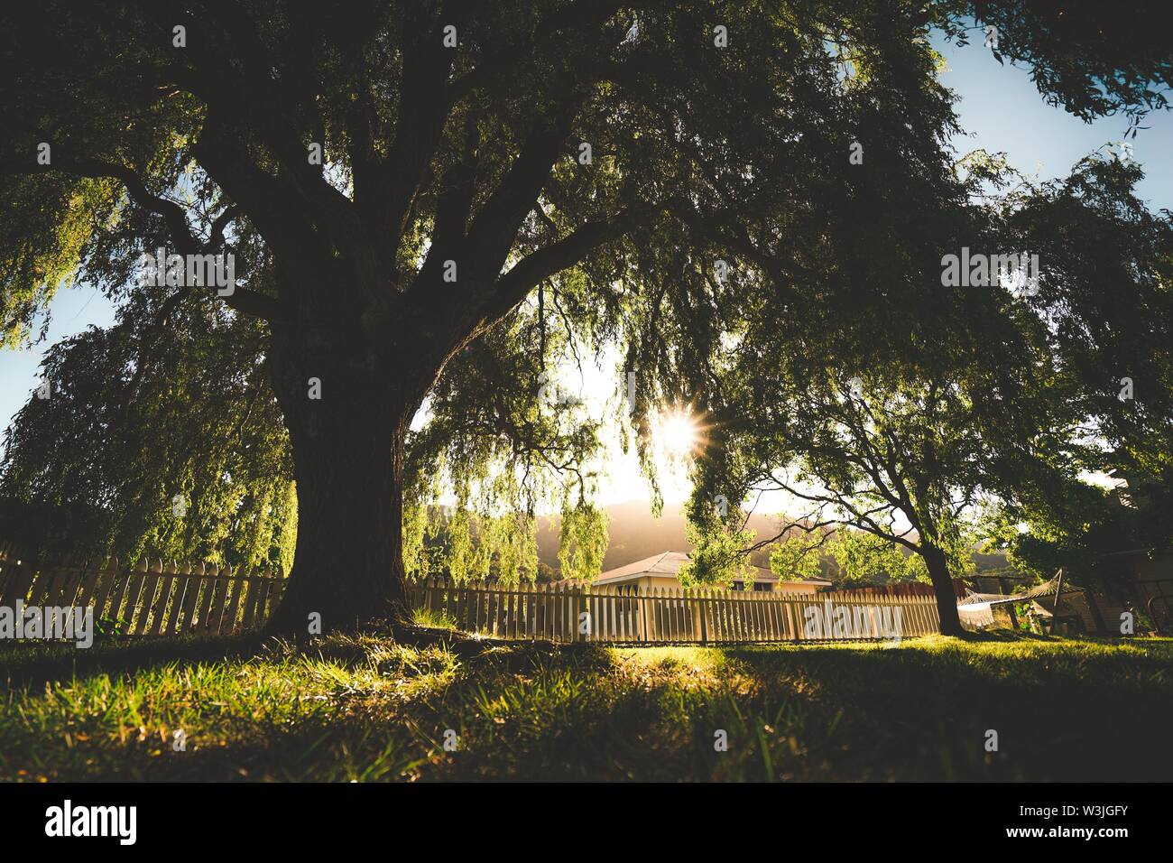 Photo sous angle d'un chêne géant et coucher de soleil qui brille à travers dans le comté de Sonoma, en Californie. Banque D'Images