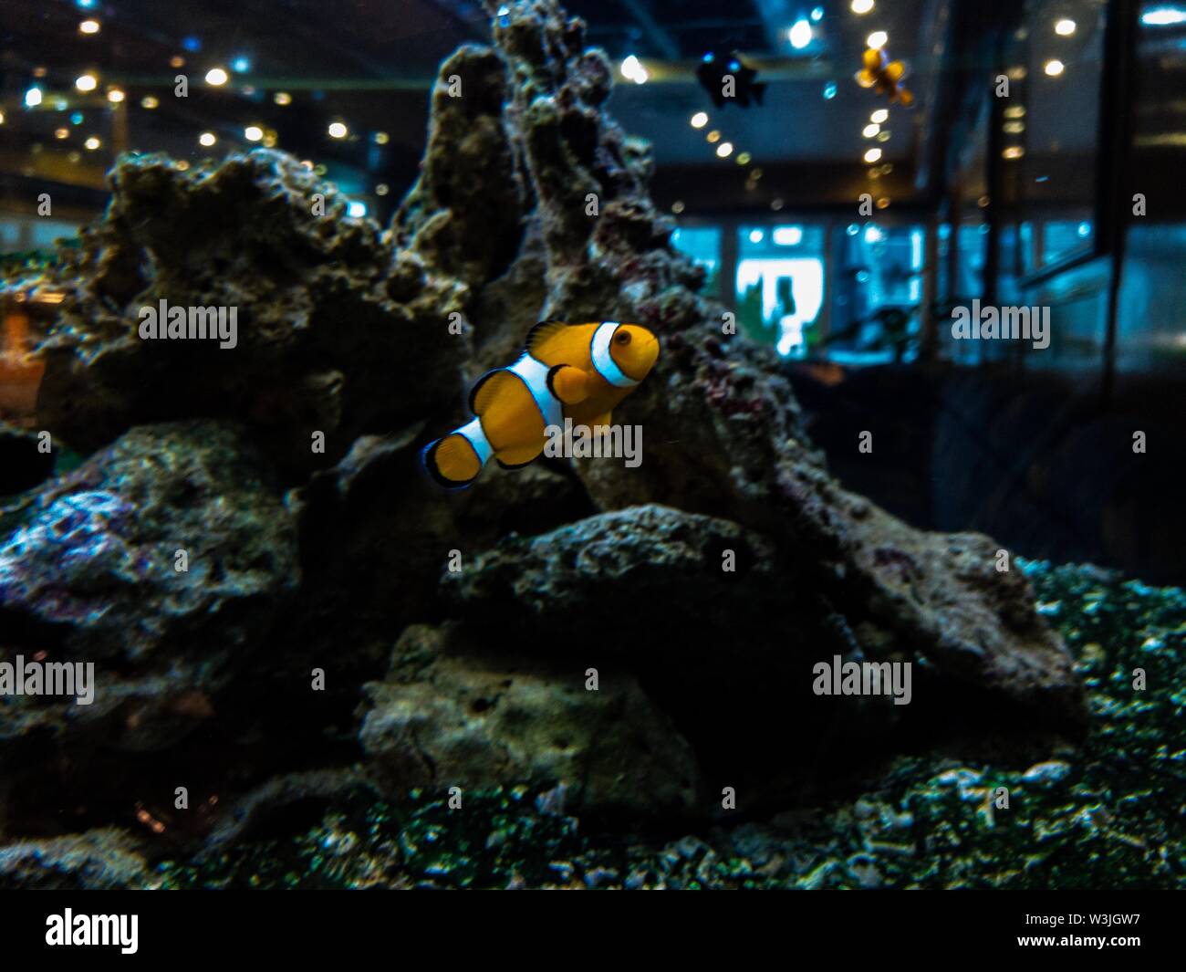 Poisson blanc orange nage dans l'aquarium avec arrière-plan flou bleu Banque D'Images