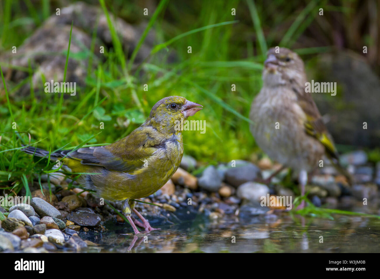 Verdier d'Europe, Grünfink (Carduelis chloris) und Männchen Weibchen Banque D'Images