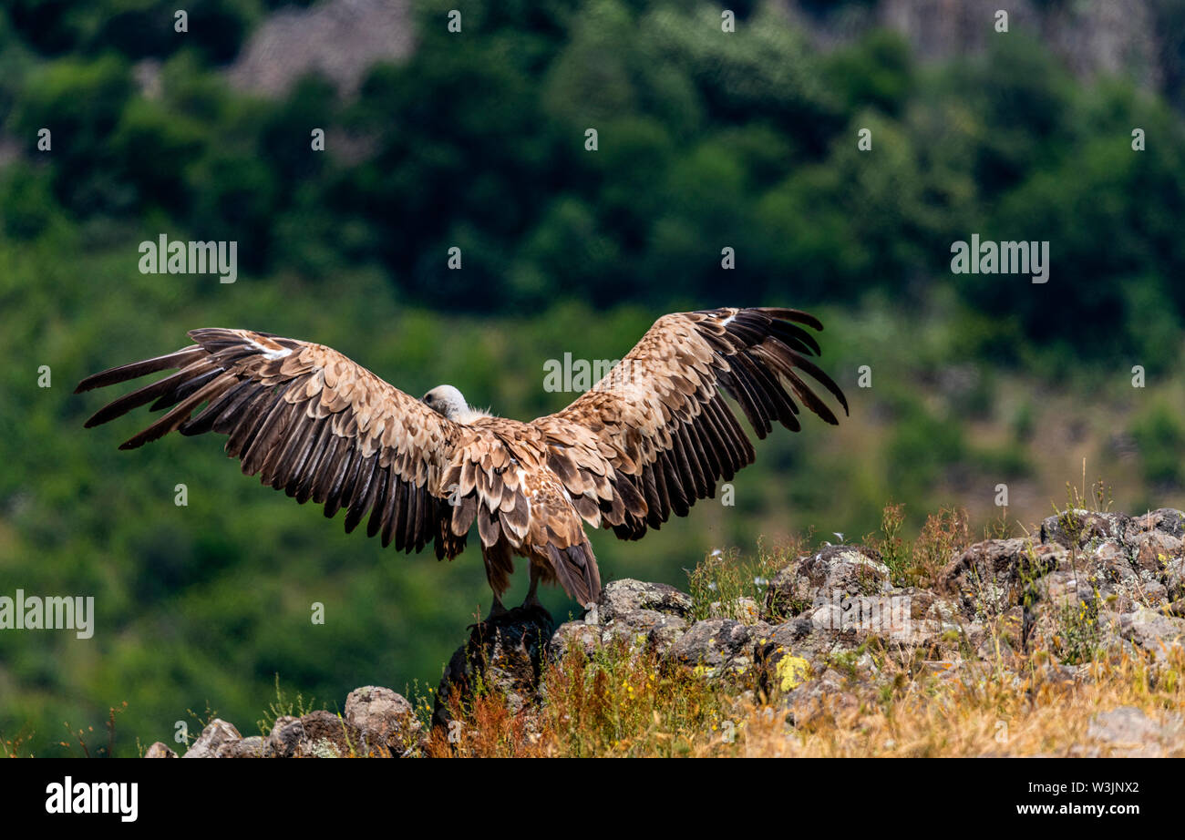 Rhodope Bulgarie Juin 2019 : Territoire de la rivière Arda bed est de montagnes des Rhodopes est l'accueil d'un petit nombre de colonies d'oiseaux protégés, Griffin (Gyps fulvus) et Percnoptère aussi le plus important site de reproduction (Neophron percnopterus une espèce en voie de disparition dans le monde entier. La Bulgarie le vautour fauve la population a reculé pendant la plus grande partie du 20ème siècle considérée comme disparue dans le pays dans les années 1960, jusqu'à ce qu'un couple reproducteur et 28 birEastern Rhodopes est aussi le plus important site de reproduction ds ont été découvertes près de la ville de Madzharovo Rhodopes. En 1 Banque D'Images
