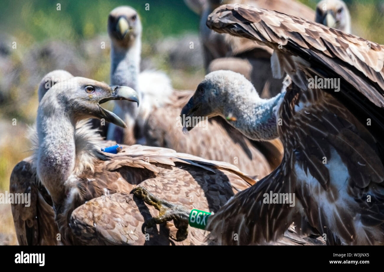 Rhodope Bulgarie Juin 2019 : Territoire de la rivière Arda bed est de montagnes des Rhodopes est l'accueil d'un petit nombre de colonies d'oiseaux protégés, Griffin (Gyps fulvus) et Percnoptère aussi le plus important site de reproduction (Neophron percnopterus une espèce en voie de disparition dans le monde entier. La Bulgarie le vautour fauve la population a reculé pendant la plus grande partie du 20ème siècle considérée comme disparue dans le pays dans les années 1960, jusqu'à ce qu'un couple reproducteur et 28 birEastern Rhodopes est aussi le plus important site de reproduction ds ont été découvertes près de la ville de Madzharovo Rhodopes. En 1 Banque D'Images