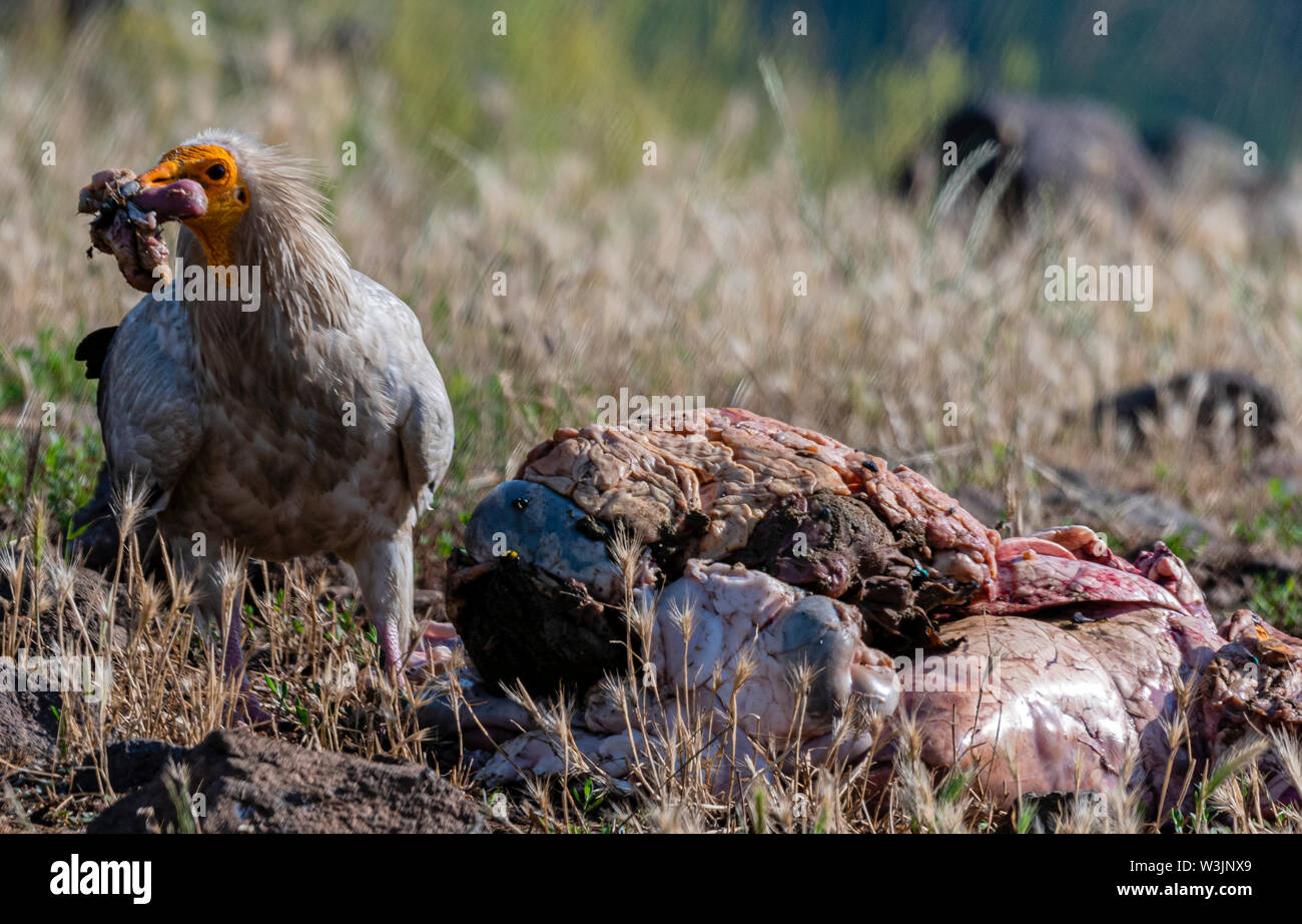 Rhodope Bulgarie Juin 2019 : Territoire de la rivière Arda bed est de montagnes des Rhodopes est l'accueil d'un petit nombre de colonies d'oiseaux protégés, Griffin (Gyps fulvus) et Percnoptère aussi le plus important site de reproduction (Neophron percnopterus une espèce en voie de disparition dans le monde entier. La Bulgarie le vautour fauve la population a reculé pendant la plus grande partie du 20ème siècle considérée comme disparue dans le pays dans les années 1960, jusqu'à ce qu'un couple reproducteur et 28 birEastern Rhodopes est aussi le plus important site de reproduction ds ont été découvertes près de la ville de Madzharovo Rhodopes. En 1 Banque D'Images