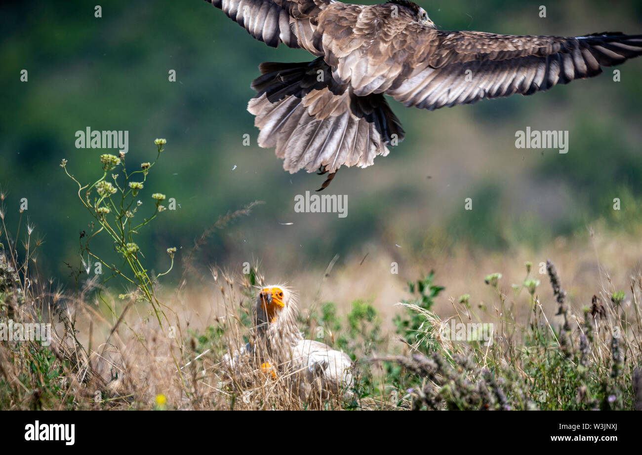 Rhodope Bulgarie Juin 2019 : Territoire de la rivière Arda bed est de montagnes des Rhodopes est l'accueil d'un petit nombre de colonies d'oiseaux protégés, Griffin (Gyps fulvus) et Percnoptère aussi le plus important site de reproduction (Neophron percnopterus une espèce en voie de disparition dans le monde entier. La Bulgarie le vautour fauve la population a reculé pendant la plus grande partie du 20ème siècle considérée comme disparue dans le pays dans les années 1960, jusqu'à ce qu'un couple reproducteur et 28 birEastern Rhodopes est aussi le plus important site de reproduction ds ont été découvertes près de la ville de Madzharovo Rhodopes. En 1 Banque D'Images