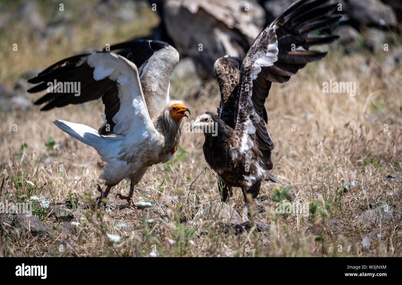 Rhodope Bulgarie Juin 2019 : Territoire de la rivière Arda bed est de montagnes des Rhodopes est l'accueil d'un petit nombre de colonies d'oiseaux protégés, Griffin (Gyps fulvus) et Percnoptère aussi le plus important site de reproduction (Neophron percnopterus une espèce en voie de disparition dans le monde entier. La Bulgarie le vautour fauve la population a reculé pendant la plus grande partie du 20ème siècle considérée comme disparue dans le pays dans les années 1960, jusqu'à ce qu'un couple reproducteur et 28 birEastern Rhodopes est aussi le plus important site de reproduction ds ont été découvertes près de la ville de Madzharovo Rhodopes. En 1 Banque D'Images