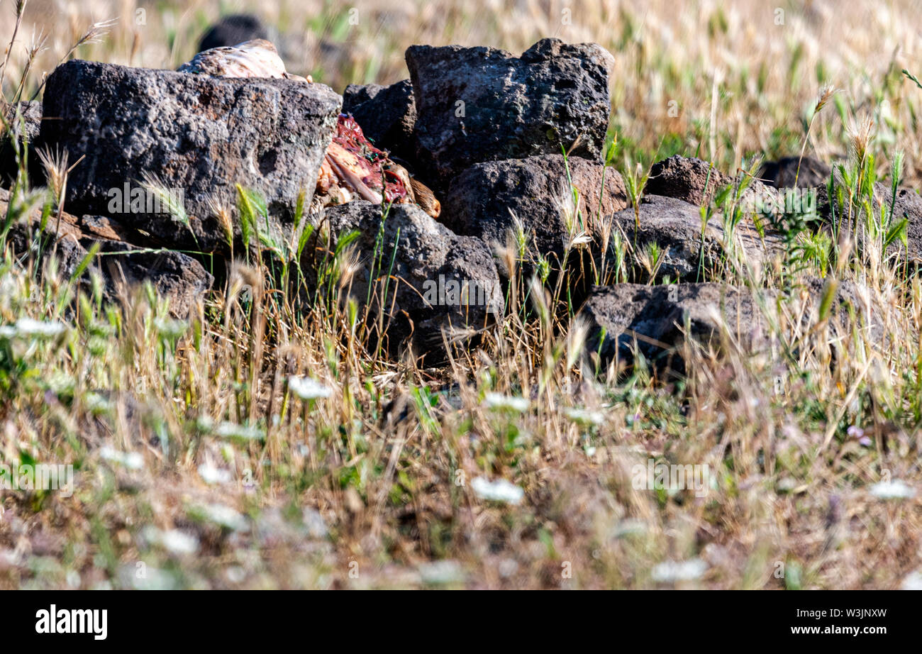 Rhodope Bulgarie Juin 2019 : Territoire de la rivière Arda bed est de montagnes des Rhodopes est l'accueil d'un petit nombre de colonies d'oiseaux protégés, Griffin (Gyps fulvus) et Percnoptère aussi le plus important site de reproduction (Neophron percnopterus une espèce en voie de disparition dans le monde entier. La Bulgarie le vautour fauve la population a reculé pendant la plus grande partie du 20ème siècle considérée comme disparue dans le pays dans les années 1960, jusqu'à ce qu'un couple reproducteur et 28 birEastern Rhodopes est aussi le plus important site de reproduction ds ont été découvertes près de la ville de Madzharovo Rhodopes. En 1 Banque D'Images