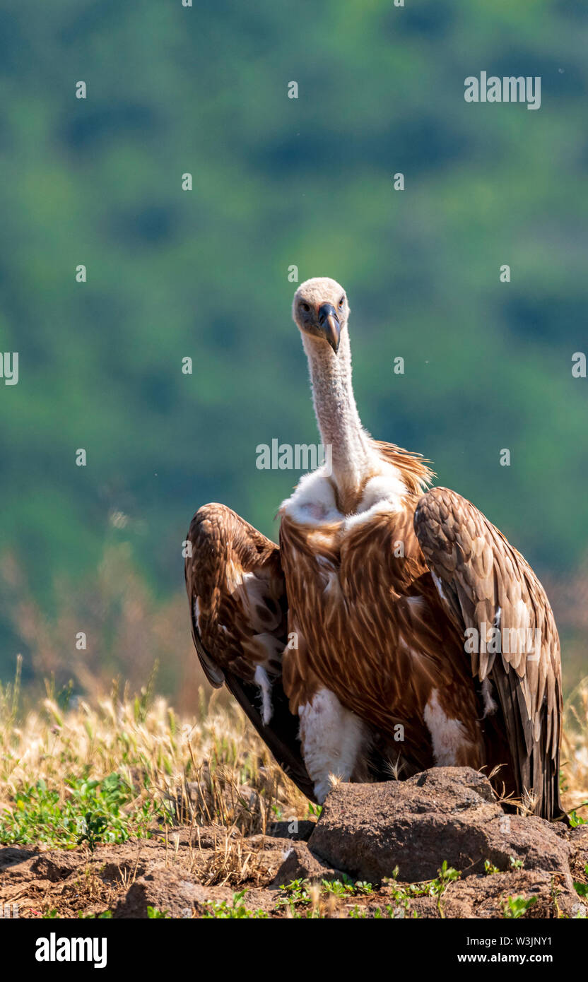 Rhodope Bulgarie Juin 2019 : Territoire de la rivière Arda bed est de montagnes des Rhodopes est l'accueil d'un petit nombre de colonies d'oiseaux protégés, Griffin (Gyps fulvus) et Percnoptère aussi le plus important site de reproduction (Neophron percnopterus une espèce en voie de disparition dans le monde entier. La Bulgarie le vautour fauve la population a reculé pendant la plus grande partie du 20ème siècle considérée comme disparue dans le pays dans les années 1960, jusqu'à ce qu'un couple reproducteur et 28 birEastern Rhodopes est aussi le plus important site de reproduction ds ont été découvertes près de la ville de Madzharovo Rhodopes. En 1 Banque D'Images