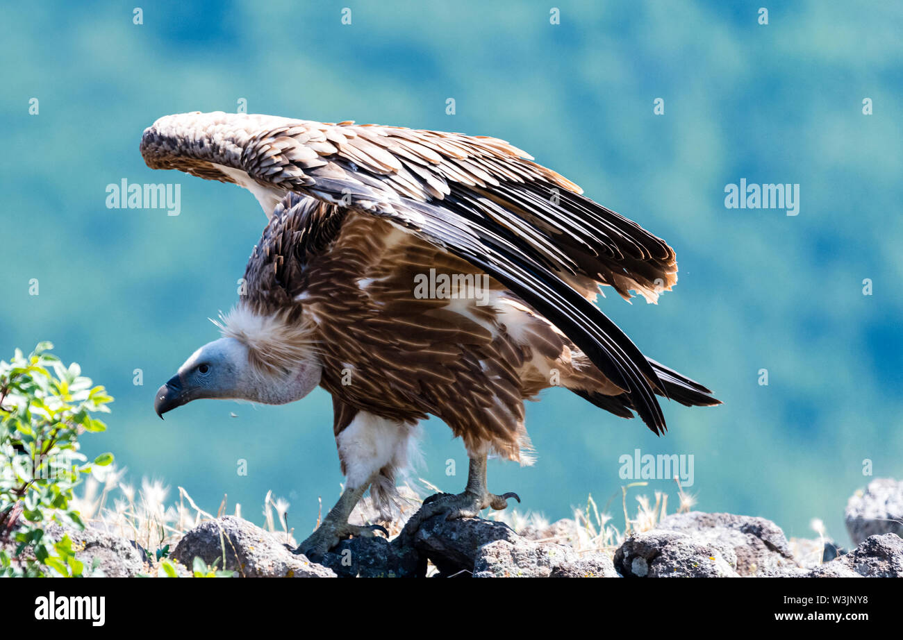 Rhodope Bulgarie Juin 2019 : Territoire de la rivière Arda bed est de montagnes des Rhodopes est l'accueil d'un petit nombre de colonies d'oiseaux protégés, Griffin (Gyps fulvus) et Percnoptère aussi le plus important site de reproduction (Neophron percnopterus une espèce en voie de disparition dans le monde entier. La Bulgarie le vautour fauve la population a reculé pendant la plus grande partie du 20ème siècle considérée comme disparue dans le pays dans les années 1960, jusqu'à ce qu'un couple reproducteur et 28 birEastern Rhodopes est aussi le plus important site de reproduction ds ont été découvertes près de la ville de Madzharovo Rhodopes. En 1 Banque D'Images