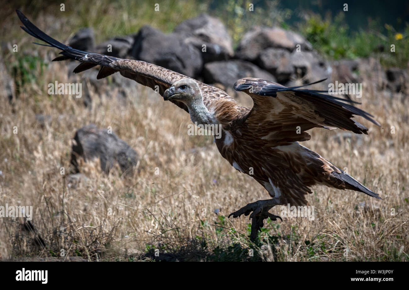 Rhodope Bulgarie Juin 2019 : Territoire de la rivière Arda bed est de montagnes des Rhodopes est l'accueil d'un petit nombre de colonies d'oiseaux protégés, Griffin (Gyps fulvus) et Percnoptère aussi le plus important site de reproduction (Neophron percnopterus une espèce en voie de disparition dans le monde entier. La Bulgarie le vautour fauve la population a reculé pendant la plus grande partie du 20ème siècle considérée comme disparue dans le pays dans les années 1960, jusqu'à ce qu'un couple reproducteur et 28 birEastern Rhodopes est aussi le plus important site de reproduction ds ont été découvertes près de la ville de Madzharovo Rhodopes. En 1 Banque D'Images