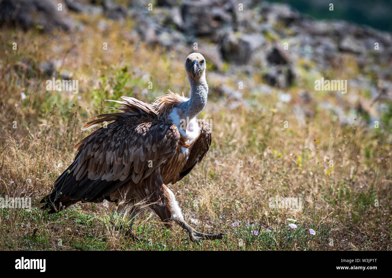 Rhodope Bulgarie Juin 2019 : Territoire de la rivière Arda bed est de montagnes des Rhodopes est l'accueil d'un petit nombre de colonies d'oiseaux protégés, Griffin (Gyps fulvus) et Percnoptère aussi le plus important site de reproduction (Neophron percnopterus une espèce en voie de disparition dans le monde entier. La Bulgarie le vautour fauve la population a reculé pendant la plus grande partie du 20ème siècle considérée comme disparue dans le pays dans les années 1960, jusqu'à ce qu'un couple reproducteur et 28 birEastern Rhodopes est aussi le plus important site de reproduction ds ont été découvertes près de la ville de Madzharovo Rhodopes. En 1 Banque D'Images