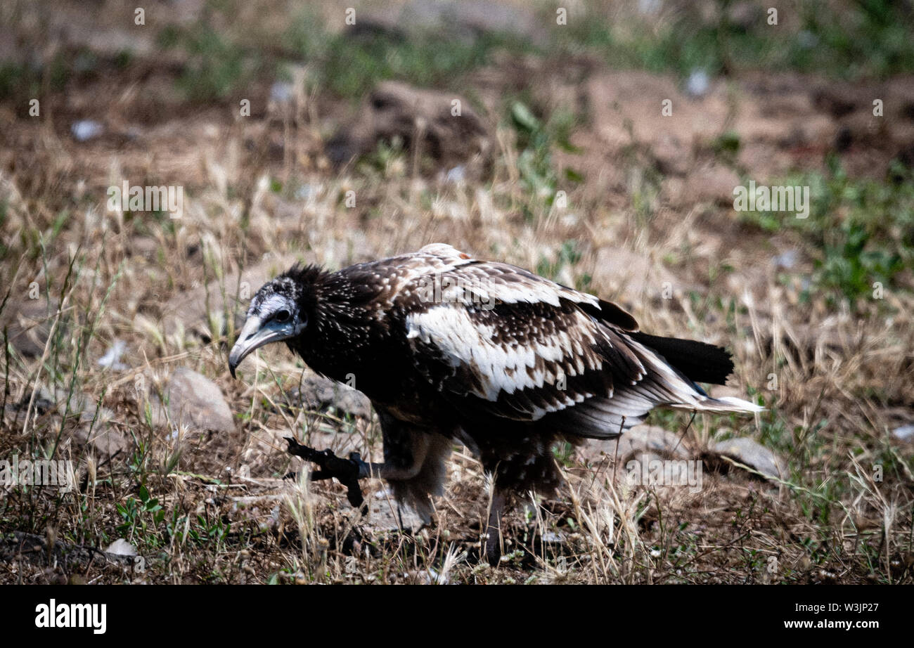 Rhodope Bulgarie Juin 2019 : Territoire de la rivière Arda bed est de montagnes des Rhodopes est l'accueil d'un petit nombre de colonies d'oiseaux protégés, Griffin (Gyps fulvus) et Percnoptère aussi le plus important site de reproduction (Neophron percnopterus une espèce en voie de disparition dans le monde entier. La Bulgarie le vautour fauve la population a reculé pendant la plus grande partie du 20ème siècle considérée comme disparue dans le pays dans les années 1960, jusqu'à ce qu'un couple reproducteur et 28 birEastern Rhodopes est aussi le plus important site de reproduction ds ont été découvertes près de la ville de Madzharovo Rhodopes. En 1 Banque D'Images