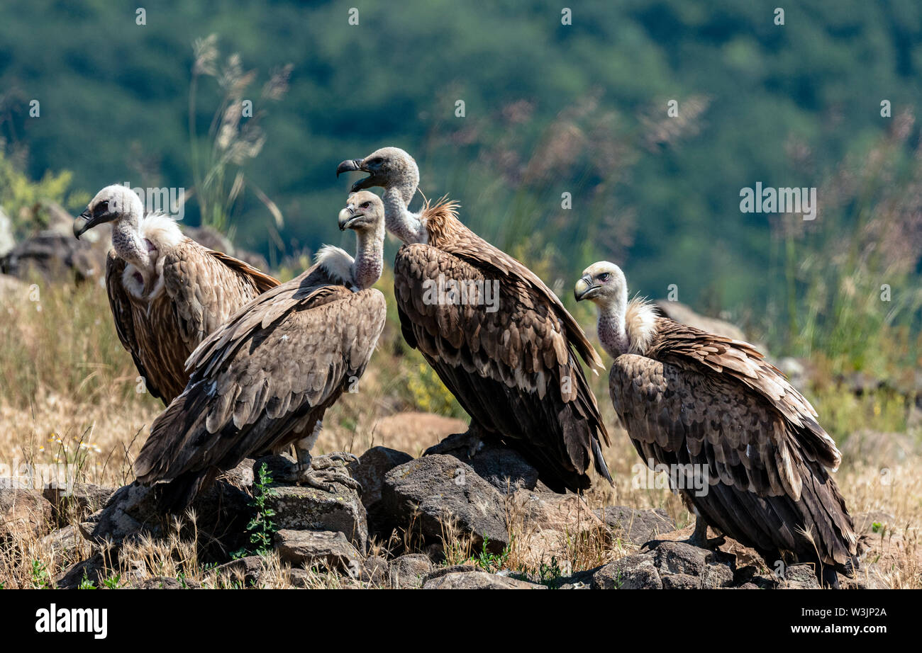 Rhodope Bulgarie Juin 2019 : Territoire de la rivière Arda bed est de montagnes des Rhodopes est l'accueil d'un petit nombre de colonies d'oiseaux protégés, Griffin (Gyps fulvus) et Percnoptère aussi le plus important site de reproduction (Neophron percnopterus une espèce en voie de disparition dans le monde entier. La Bulgarie le vautour fauve la population a reculé pendant la plus grande partie du 20ème siècle considérée comme disparue dans le pays dans les années 1960, jusqu'à ce qu'un couple reproducteur et 28 birEastern Rhodopes est aussi le plus important site de reproduction ds ont été découvertes près de la ville de Madzharovo Rhodopes. En 1 Banque D'Images
