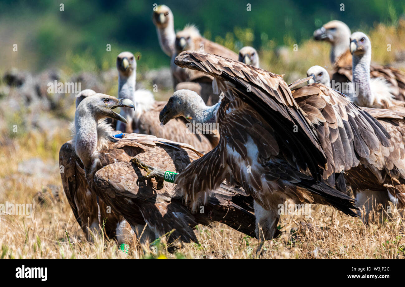 Rhodope Bulgarie Juin 2019 : Territoire de la rivière Arda bed est de montagnes des Rhodopes est l'accueil d'un petit nombre de colonies d'oiseaux protégés, Griffin (Gyps fulvus) et Percnoptère aussi le plus important site de reproduction (Neophron percnopterus une espèce en voie de disparition dans le monde entier. La Bulgarie le vautour fauve la population a reculé pendant la plus grande partie du 20ème siècle considérée comme disparue dans le pays dans les années 1960, jusqu'à ce qu'un couple reproducteur et 28 birEastern Rhodopes est aussi le plus important site de reproduction ds ont été découvertes près de la ville de Madzharovo Rhodopes. En 1 Banque D'Images