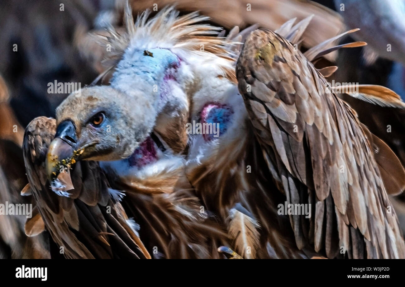 Rhodope Bulgarie Juin 2019 : Territoire de la rivière Arda bed est de montagnes des Rhodopes est l'accueil d'un petit nombre de colonies d'oiseaux protégés, Griffin (Gyps fulvus) et Percnoptère aussi le plus important site de reproduction (Neophron percnopterus une espèce en voie de disparition dans le monde entier. La Bulgarie le vautour fauve la population a reculé pendant la plus grande partie du 20ème siècle considérée comme disparue dans le pays dans les années 1960, jusqu'à ce qu'un couple reproducteur et 28 birEastern Rhodopes est aussi le plus important site de reproduction ds ont été découvertes près de la ville de Madzharovo Rhodopes. En 1 Banque D'Images